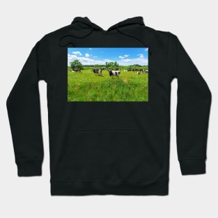 A herd of Holstein Friesian cows grazing on a pasture under blue cloudy sky Hoodie